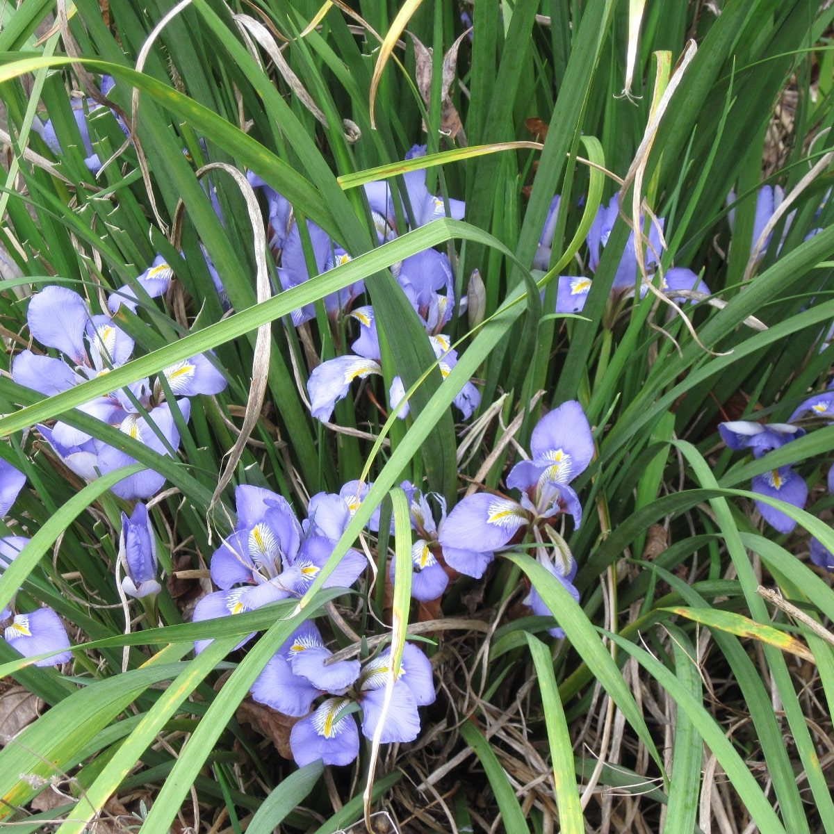 Iris unguicularis - Vivero Pullally