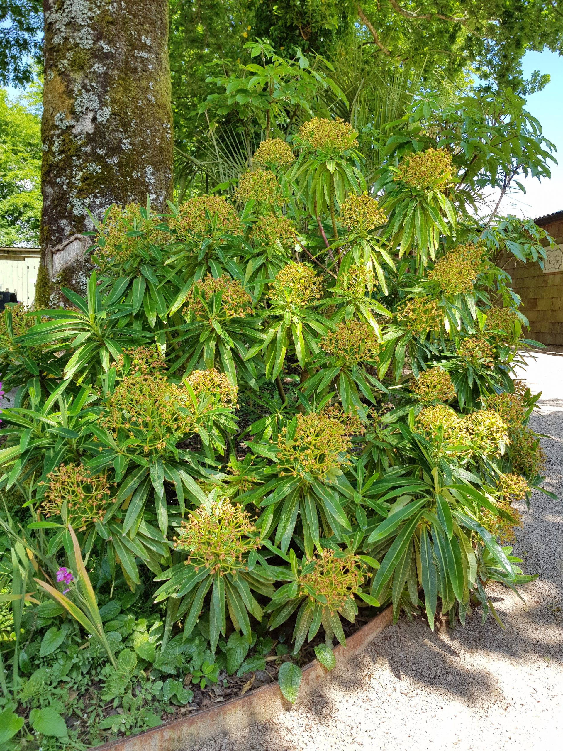 Euphorbia mellifera - Vivero Pullally